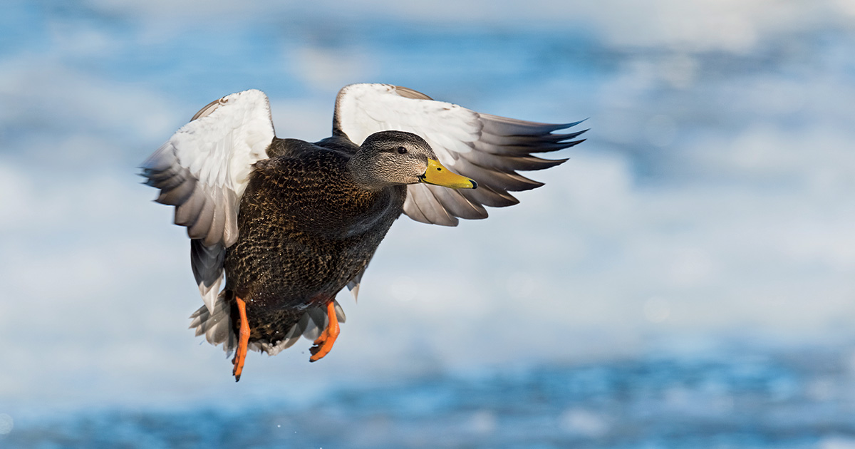 Drake black duck flying. Photo by davidstimac.com
